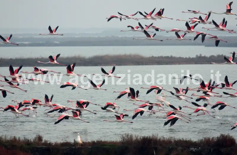 I fenicotteri nelle valli di Comacchio